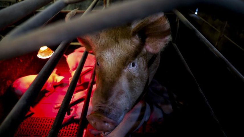 Pecuária pede resposta preventiva robusta contra doença que atinge bovinos