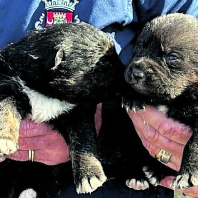 GNR resgata cinco cães vítimas de maus-tratos