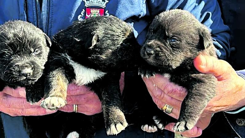 GNR resgata cinco cães vítimas de maus-tratos