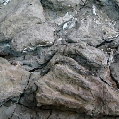 Mais de 100 fósseis de pterossauros descobertos no sítio El Pozo, Espanha