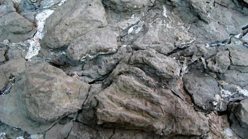 Fósseis de pterossauros descobertos no sítio de El Pozo, Espanha, pela equipa da Fundação Paleontológica Teruel-Dinópolis