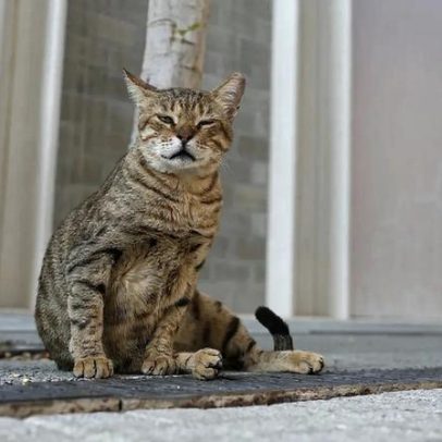 Milhares de animais são abandonados no Dubai enquanto donos fogem do conflito