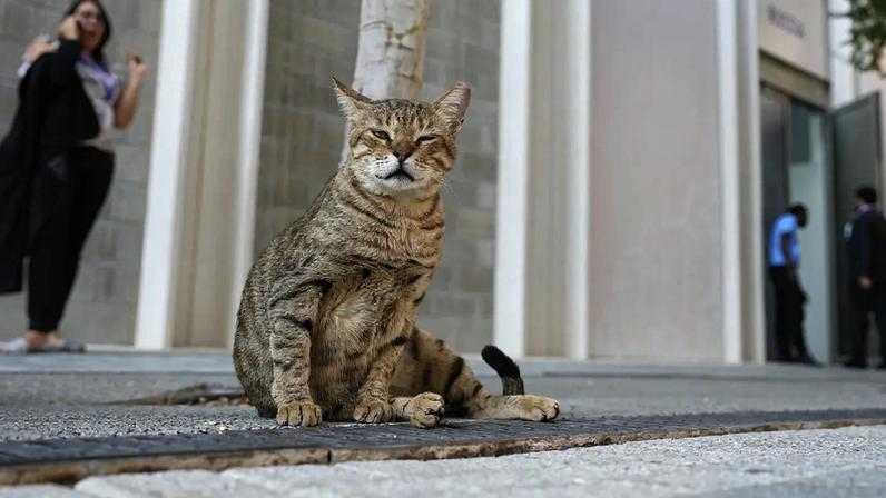 Gato abandonado no Dubai