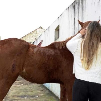 Parlamento recomenda agir com urgência na proteção animal em catástrofes