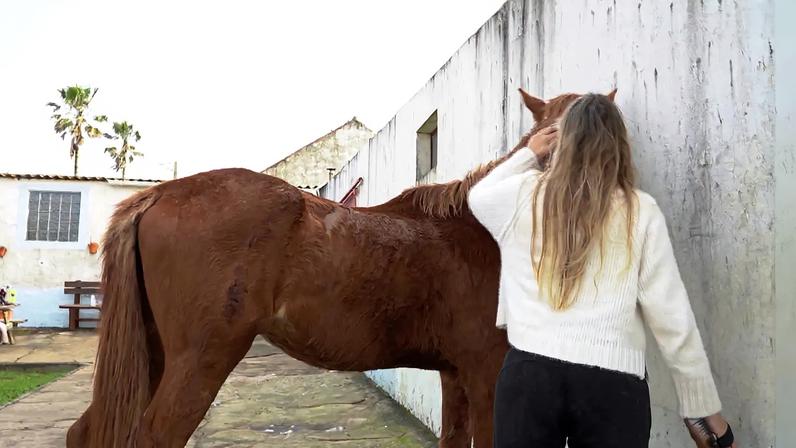 Parlamento recomenda urgência na proteção animal em situações de catástrofe