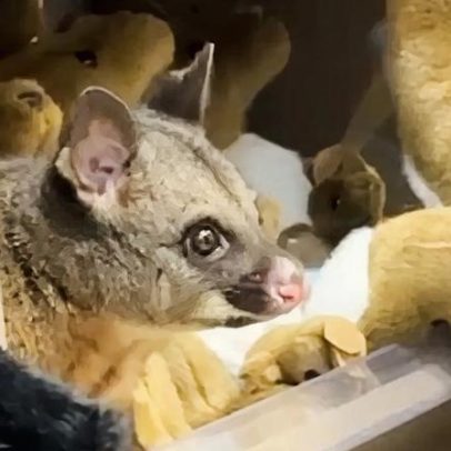 Roedor australiano encontrado em prateleira no aeroporto de Hobart entre peluches