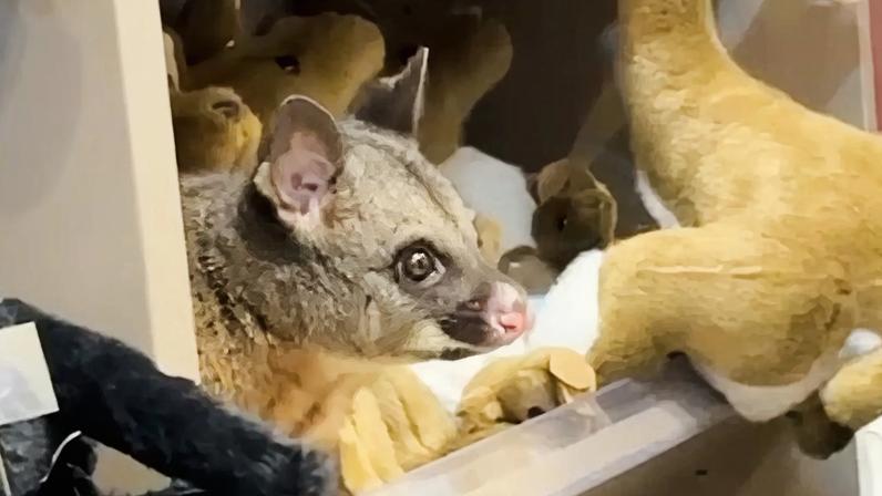 Possum selvagem encontrado em prateleira do Aeroporto de Hobart, na Austrália
