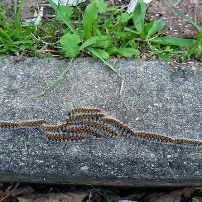 Lagarta do pinheiro com infeções mais graves durante a Primavera