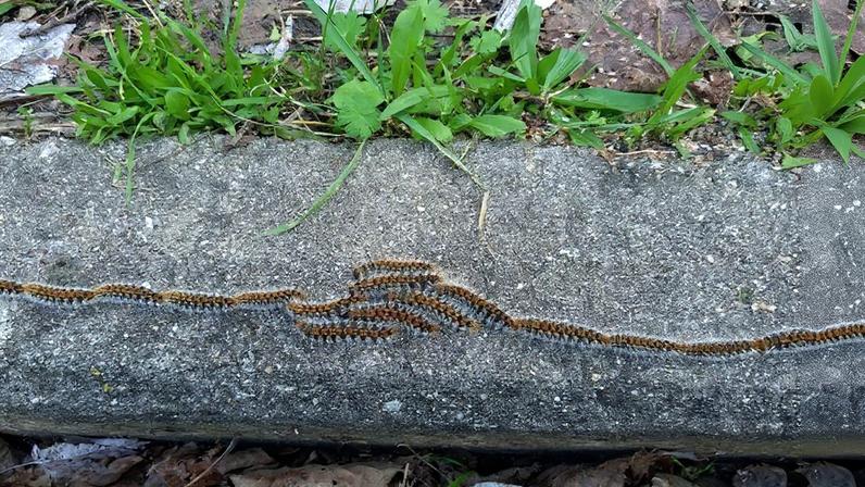Lagarta do pinheiro: infeções aumentam na primavera. Alergias em crescimento