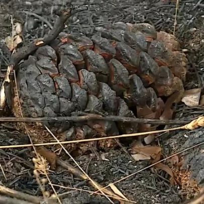 Incendiário reincidente nega ter ateado incêndio intencionalmente em Águeda