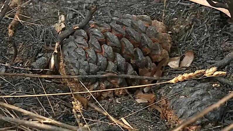 Incendiário reincidente nega ter ateado incêndio de forma intencional em Águeda