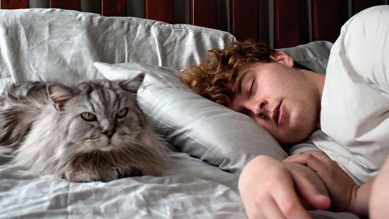 Gato a dormir com o dono: vantagens e desvantagens da companhia noturna