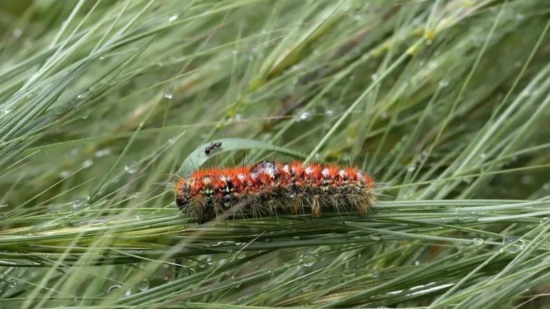 Alerta Lagarta do Pinheiro. Conheça a "bomba biológica" que ameaça cães e gatos