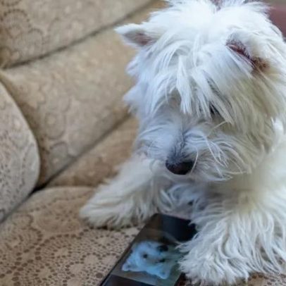 Dispositivo permite que cães e gatos telefonem aos donos por atenção