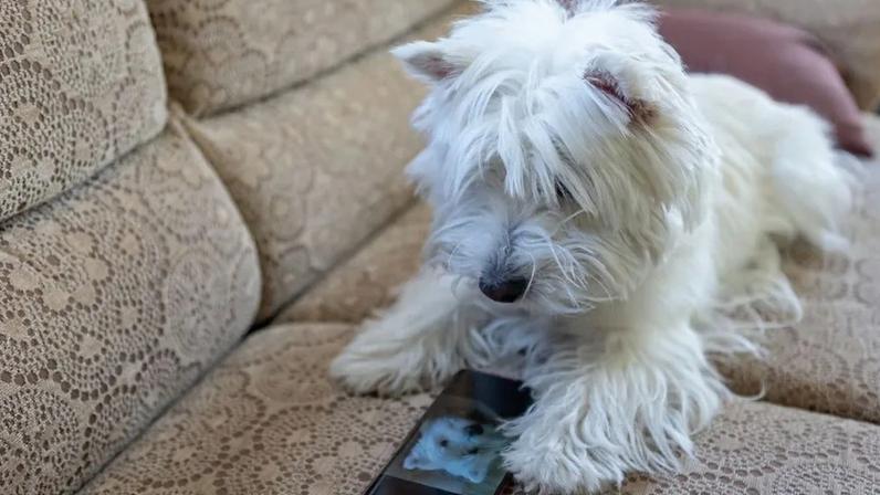 Dispositivo permite que cães e gatos telefonem aos donos por atenção