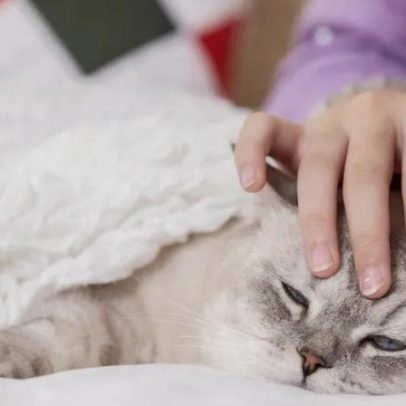 Faltas ao trabalho por doença do animal de estimação: o que diz a lei
