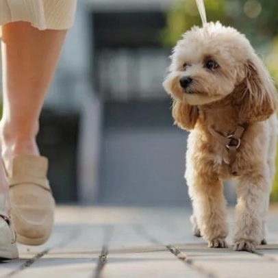 Benfica organiza passeio para animais de estimação neste sábado