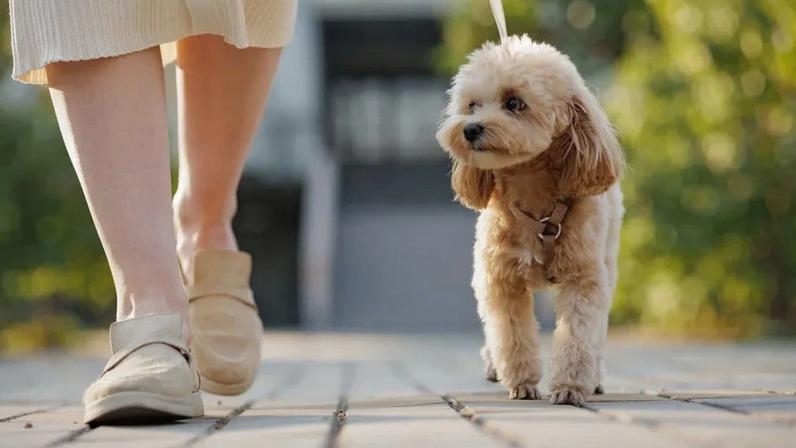 Benfica organiza passeio pet-friendly para donos e animais de estimação