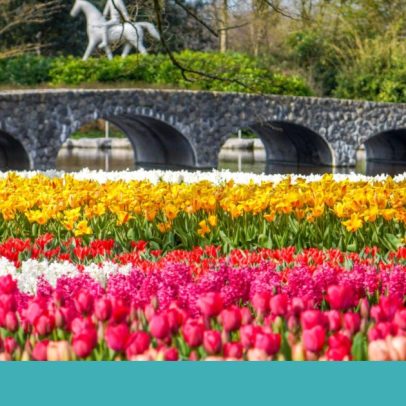 Keukenhof reabre com sete milhões de flores no Jardim da Europa