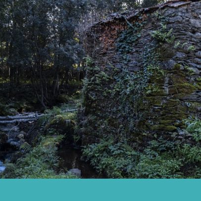 Albergaria-a-Velha celebra moinhos e pão em abril