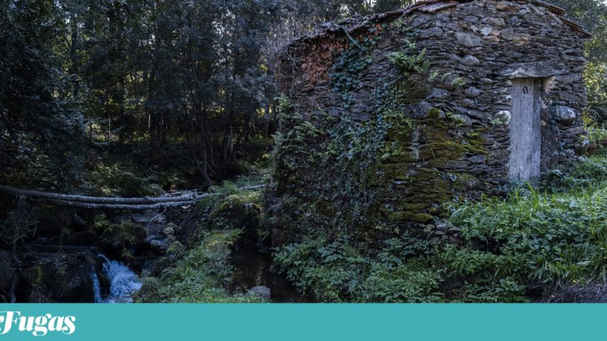 Um dos moinhos de água de Albergaria-a-Velha, o concelho europeu com o maior numero de moinhos do género inventariados