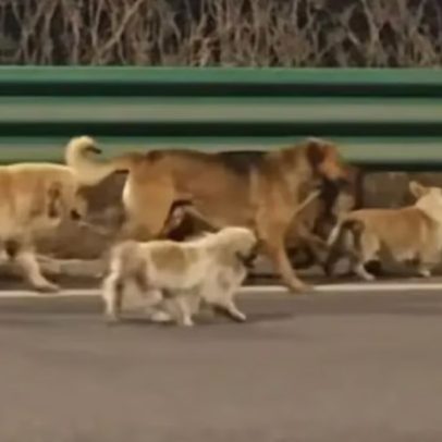 Grupo de cães perdidos na China percorre 17 quilómetros para regressar a casa