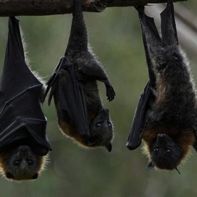Uganda: cientistas filmam foco do vírus Marburg durante cinco meses