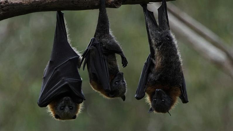 Cientistas instalaram câmaras no reservatório ugandês do vírus de Marburg, registando imagens raras de interações entre fauna selvagem e pessoas.