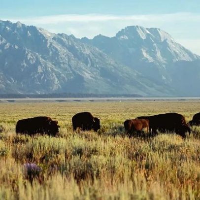 Salvar bisões da extinção na Europa melhora biodiversidade e captura carbono