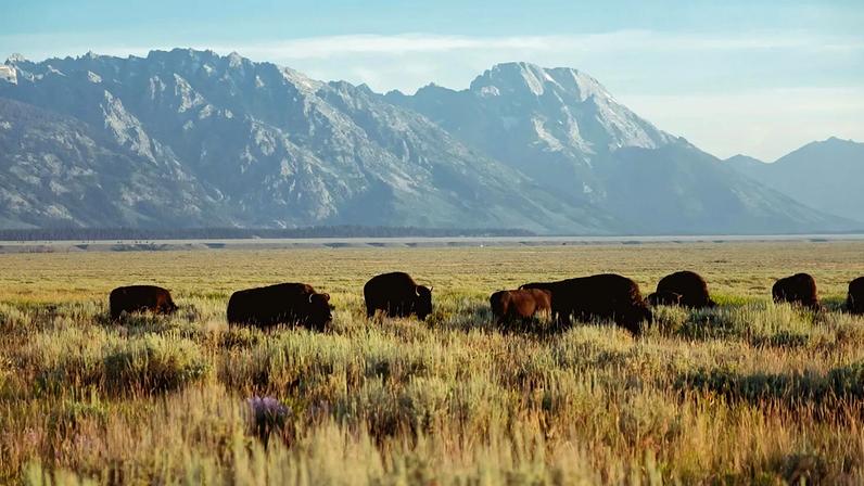 Maior mamífero terrestre selvagem da Europa foi salvo da extinção iminente