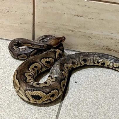 148 pítons encontradas em edifício em Cracóvia