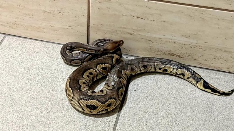 148 pítons encontradas em edifício em Cracóvia