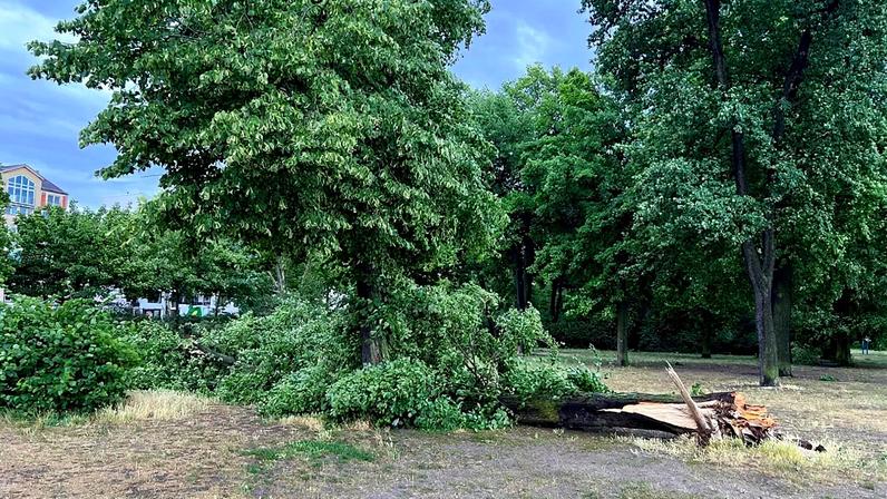 Foto do símbolo. Uma árvore caiu após uma tempestade no Volkspark Friedrichshain, em Berlim, na segunda-feira, 23 de junho de 2025.