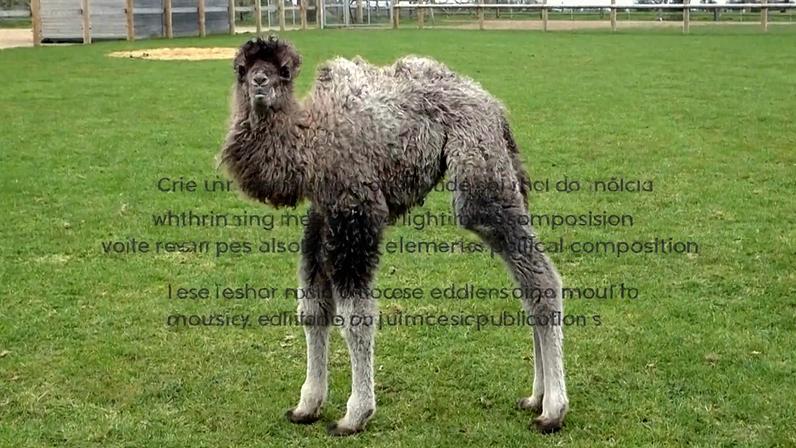 Nascem cria de camelo Sophia no Zoo de Whipsnade reforça conservação