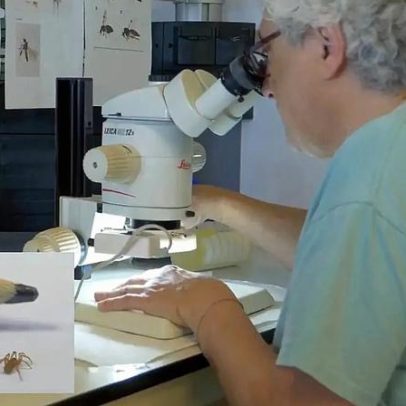 Nova espécie de aranha de 3 mm descoberta em Espanha
