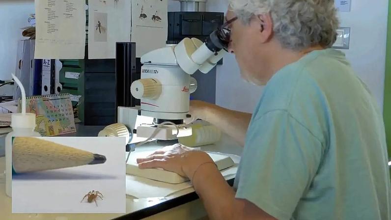 Nova espécie de aranha de 3 mm descoberta em Espanha
