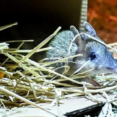 Austrália: bandicoots outrora extintos voltam a proliferar numa ilha