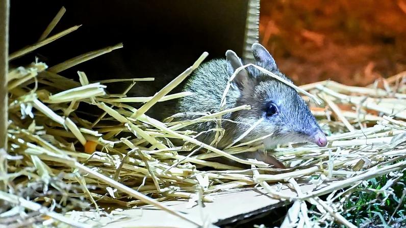 Austrália: bandicoots outrora extintos voltam a proliferar numa ilha