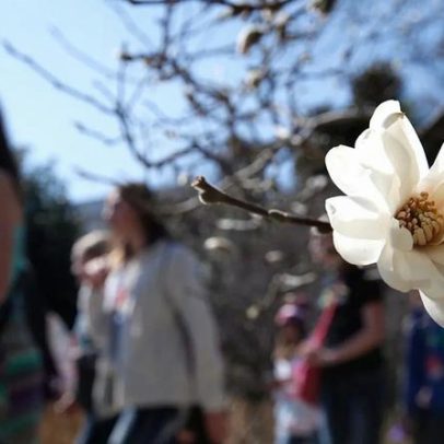 Centenas reúnem-se em Londres para cheirar rara flor-cadáver