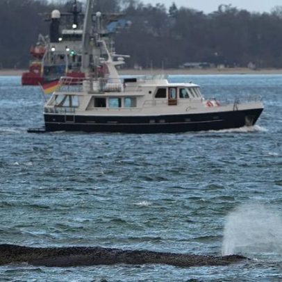 Especialistas não acreditam mais na sobrevivência da baleia Timmy