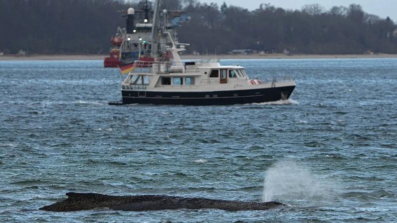 Especialistas não acreditam mais na sobrevivência da baleia Timmy