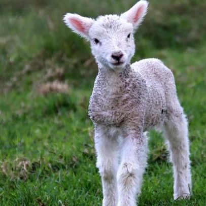 Mudanças climáticas elevam custos da Páscoa com borrego