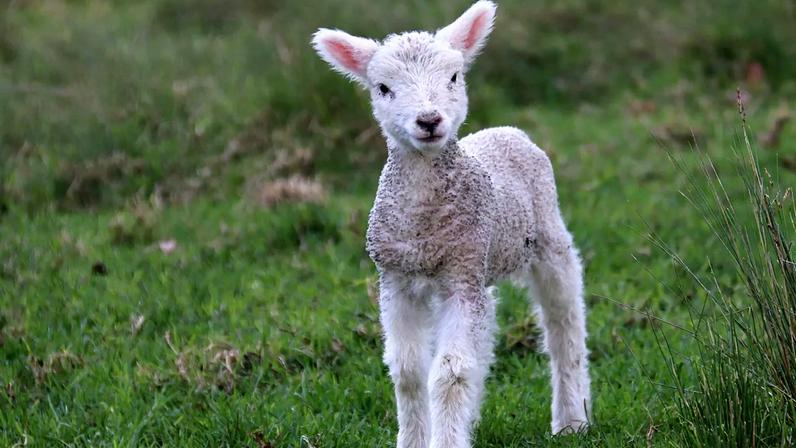 Mudanças climáticas elevam custos da Páscoa com borrego