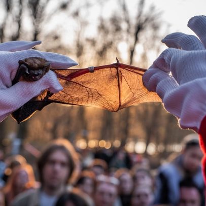 Ucrânia: libertação de morcegos ameaçados oferece alento durante o conflito