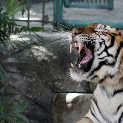 Último tigre de circo em Portugal é entregue a santuário espanhol