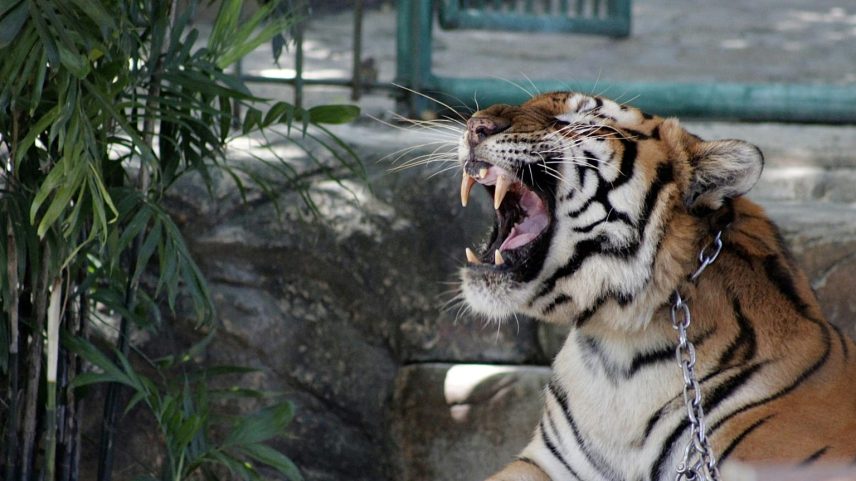 Lei portuguesa proíbe utilização de animais selvagens em espetáculos de circo