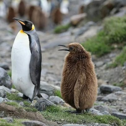 Crias afogadas e falta de alimento afetam pinguim-imperador e lobo-antártico
