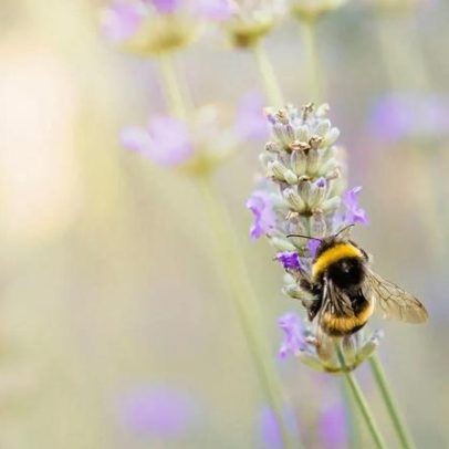 Abelhas-rainhas sobrevivem ao inverno respirando debaixo de água