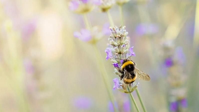 Abelhas-rainha conseguem respirar debaixo de água, o que lhes permite sobreviver ao inverno quando o degelo inunda as suas tocas