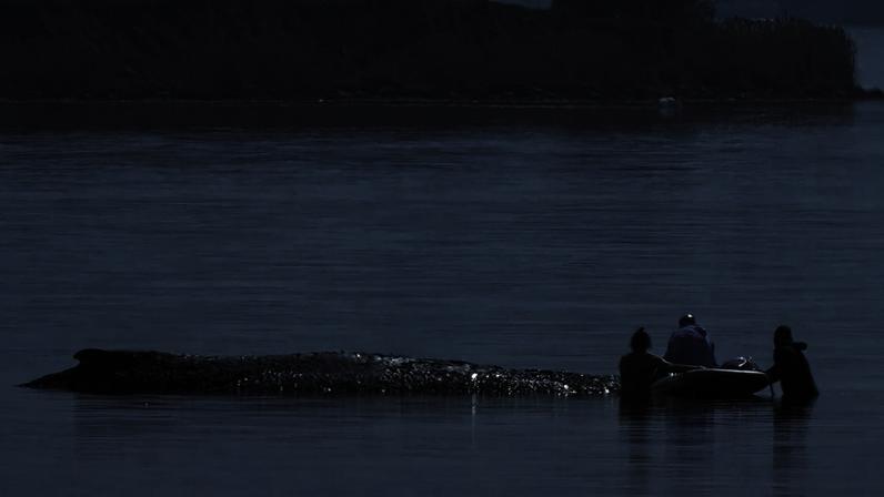 Nova tentativa de salvamento: Ajudantes aproximam-se da baleia encalhada ao largo da ilha de Poel, 16 de abril de 2026